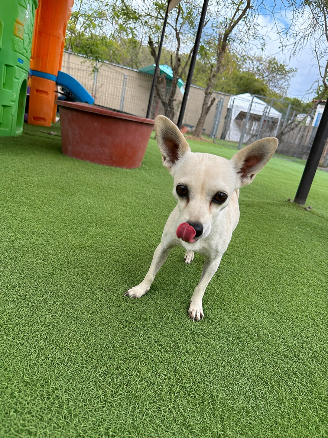 Chihuahua female adult adopt (4).png