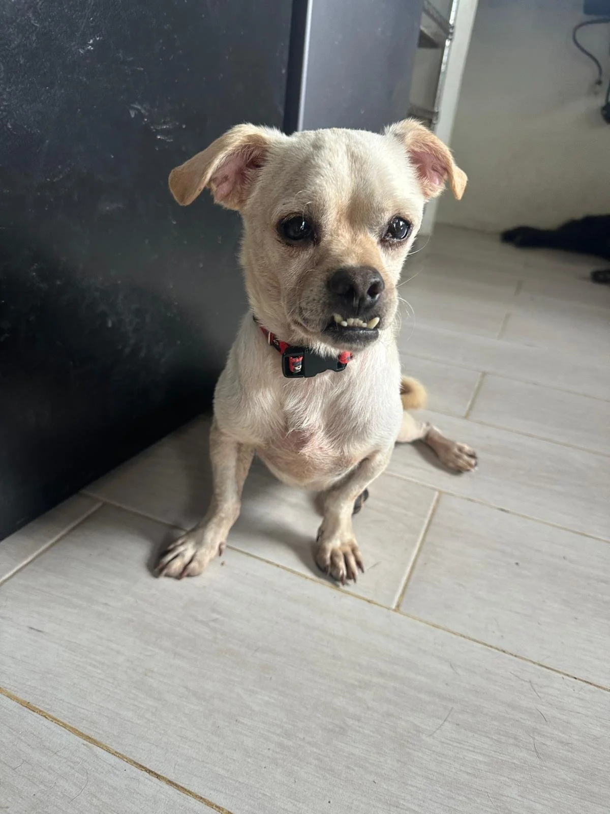 Chihuahua male white (2).jpeg