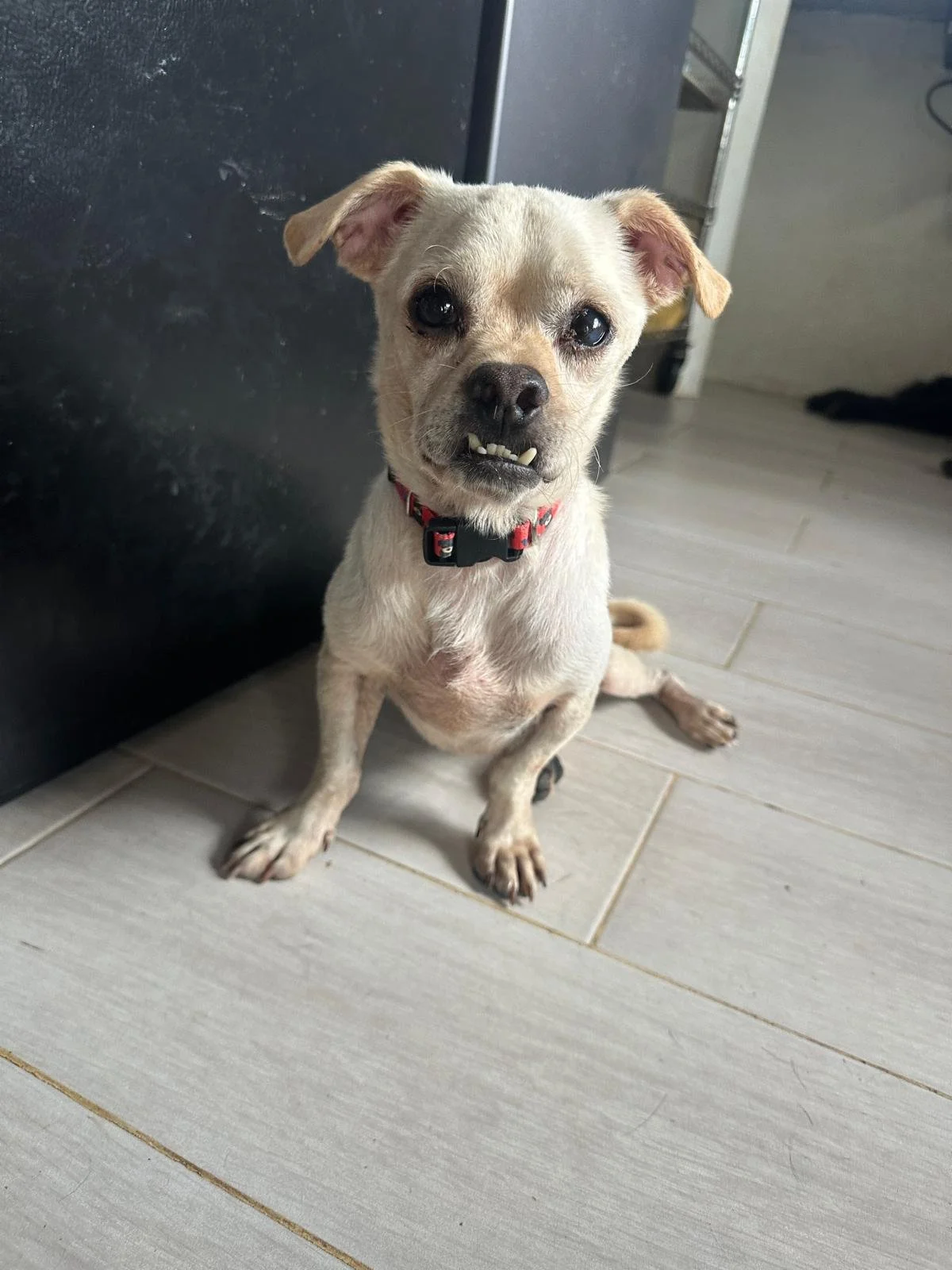 Chihuahua male white (1).jpeg