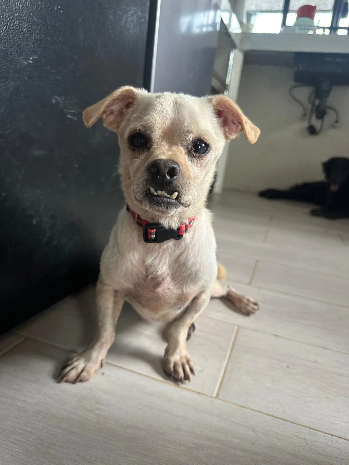 Chihuahua male white (3).jpeg