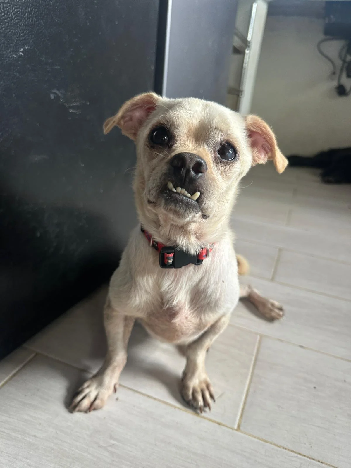 Chihuahua male white (4).jpeg