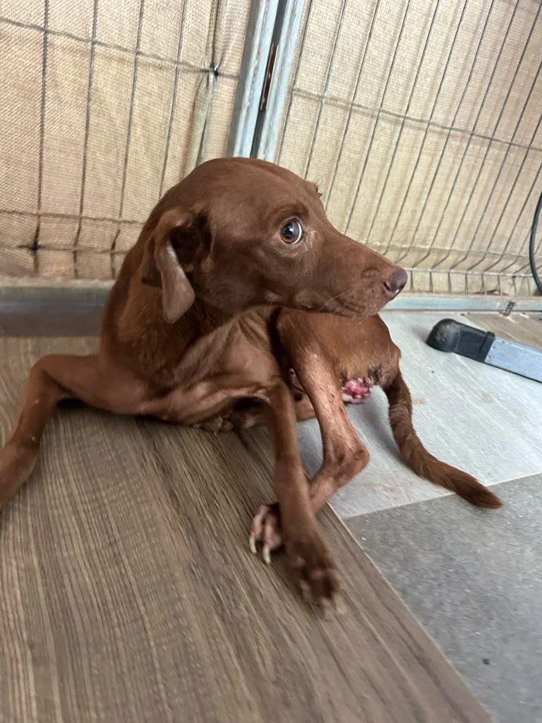 Nutella (13).jpeg