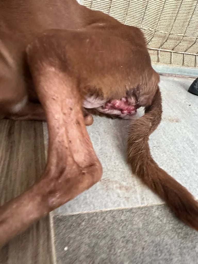 Nutella (15).jpeg