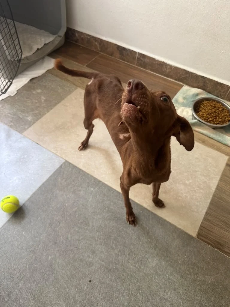 Nutella (1).jpeg