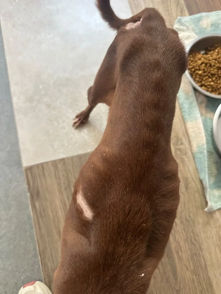 Nutella (4).jpeg