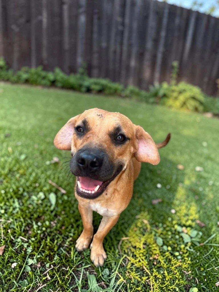 Freya  Black Mouth Cur Female Mix.jpg