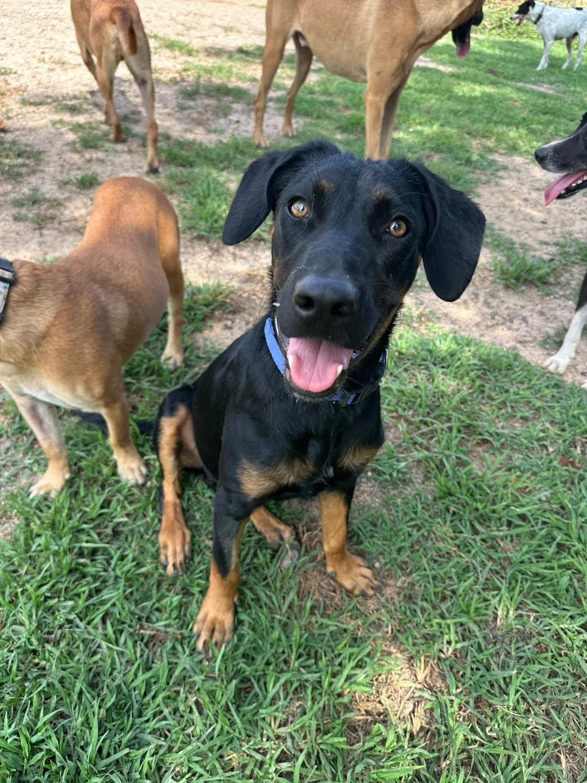 male doberman  rott weiler (2).jpeg