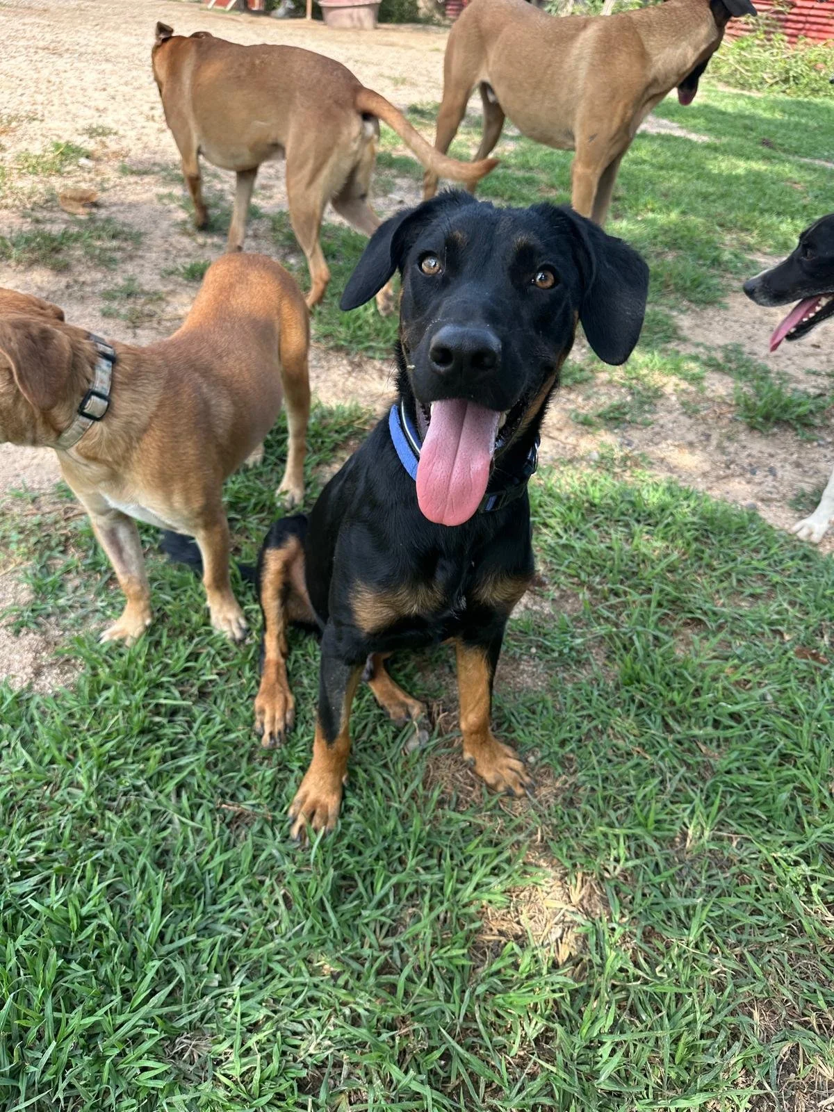male doberman  rott weiler (3).jpeg