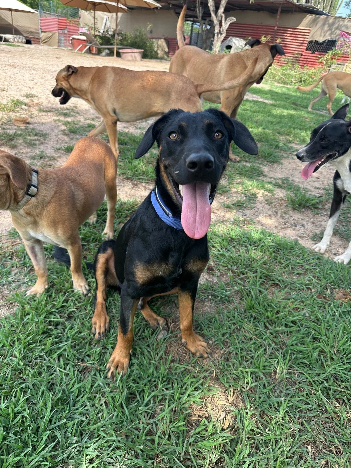 male doberman  rott weiler (4).jpeg