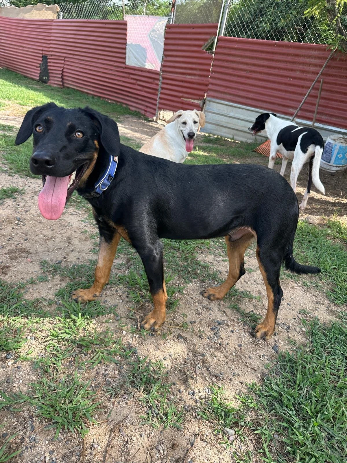 male doberman  rott weiler (1).jpeg