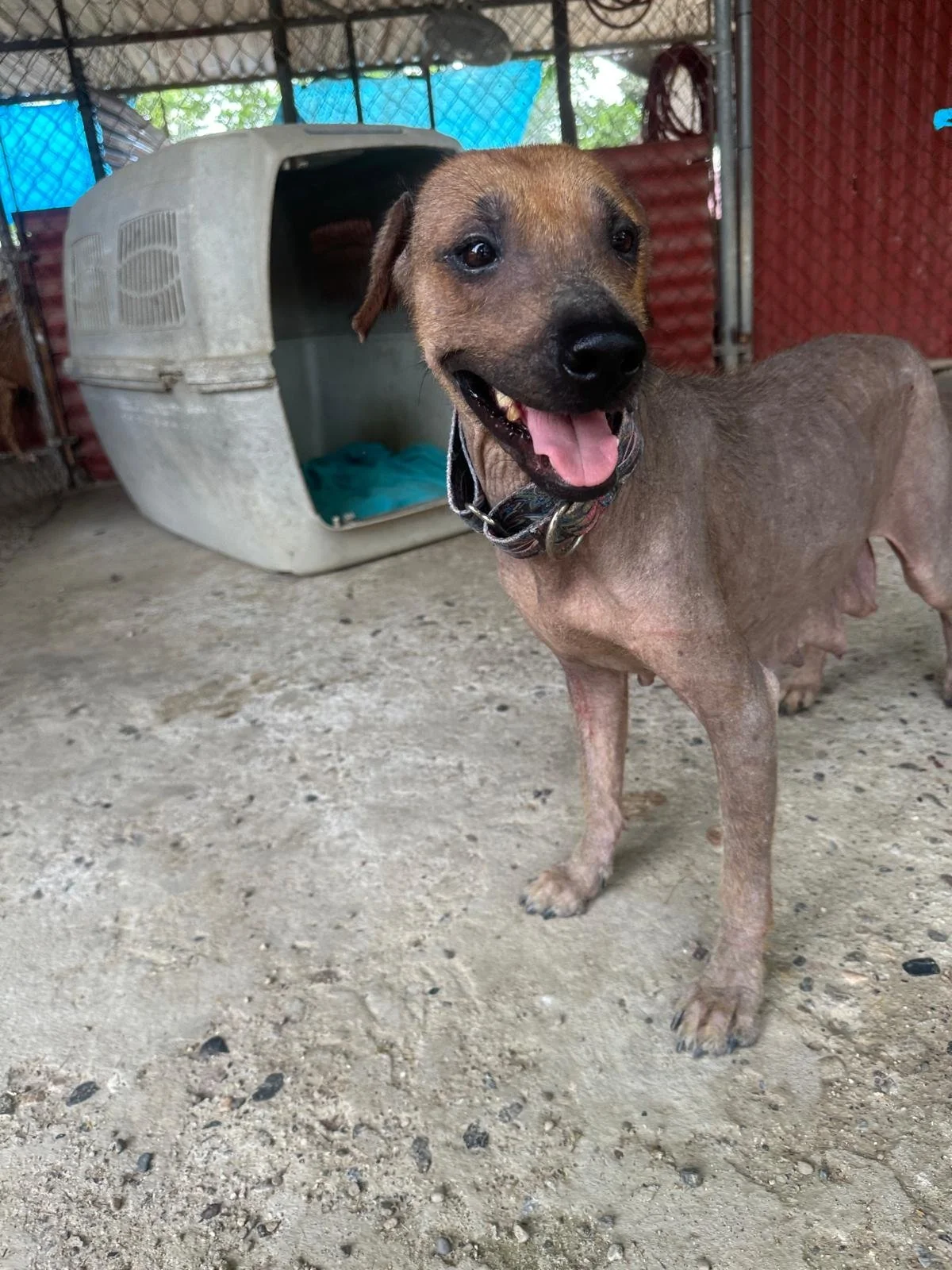 Mexican Hairless xoloitzcuintli female  (6).jpeg