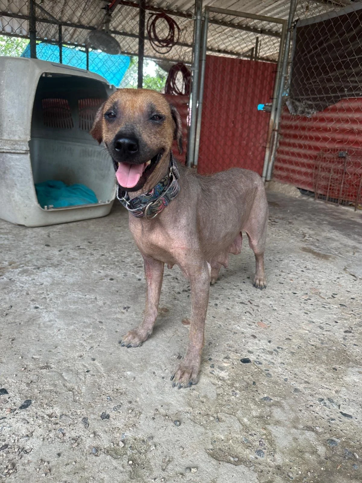 Mexican Hairless xoloitzcuintli female  (4).jpeg
