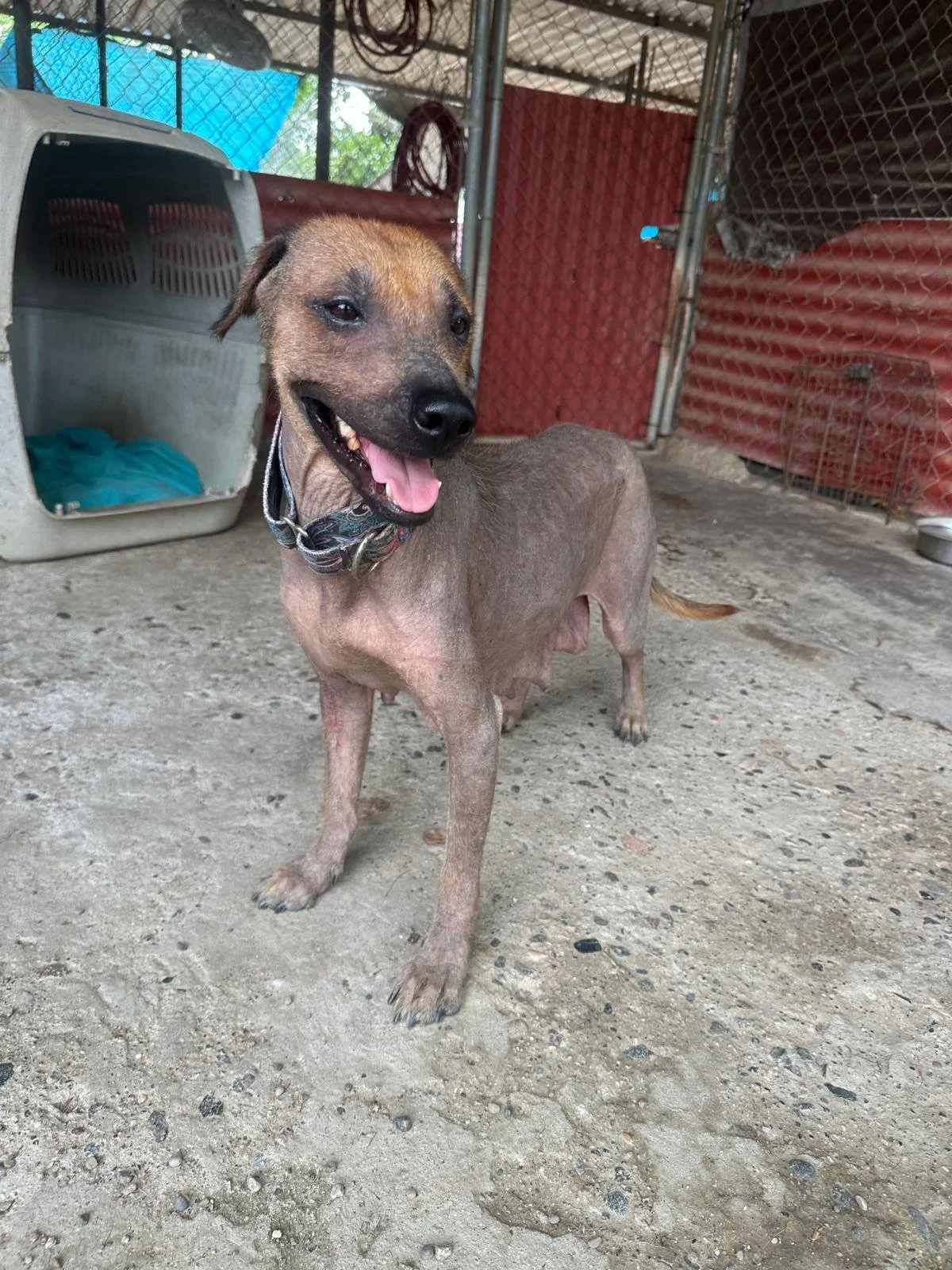Mexican Hairless xoloitzcuintli female  (5).jpeg