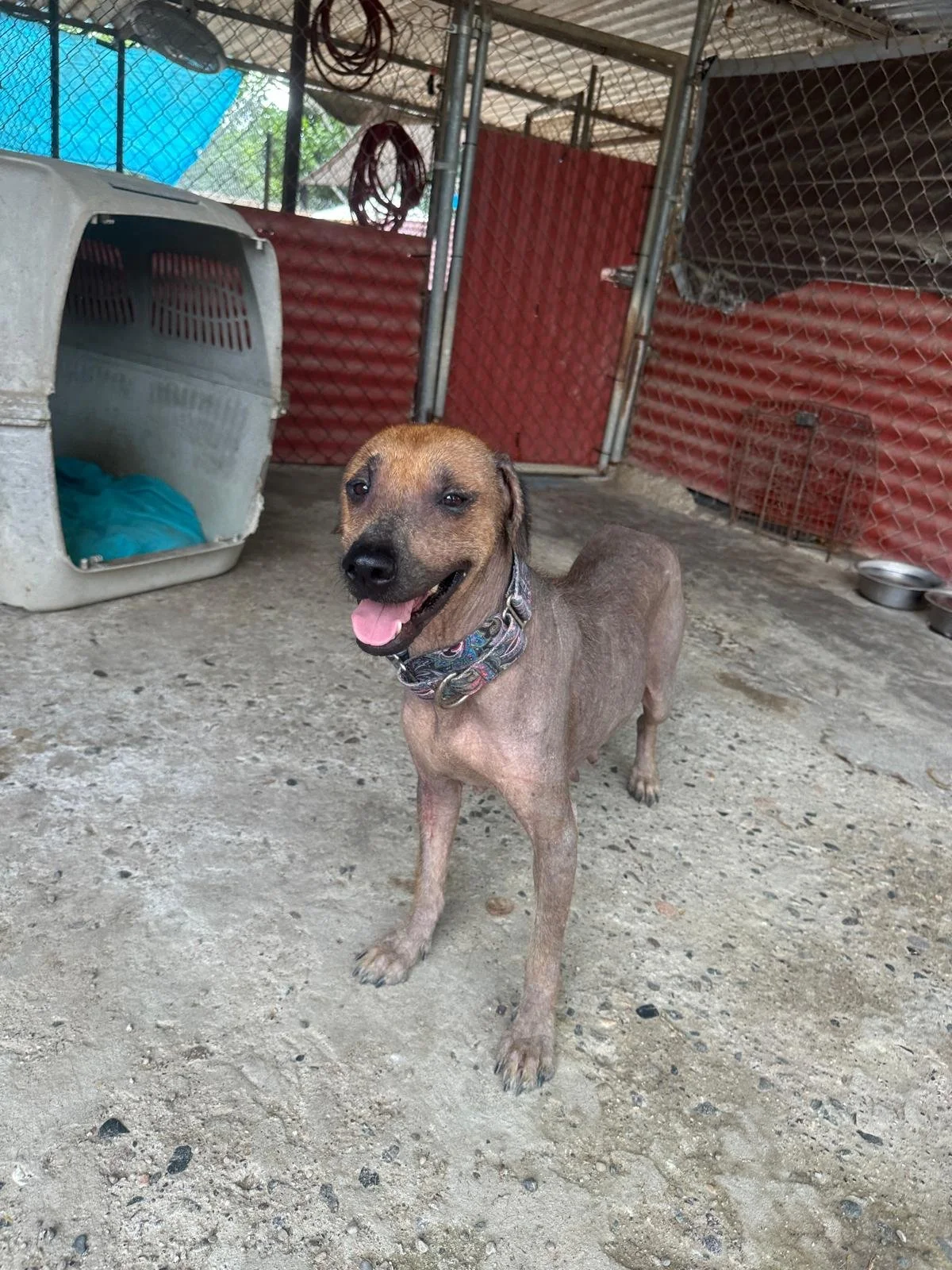 Mexican Hairless xoloitzcuintli female  (2).jpeg