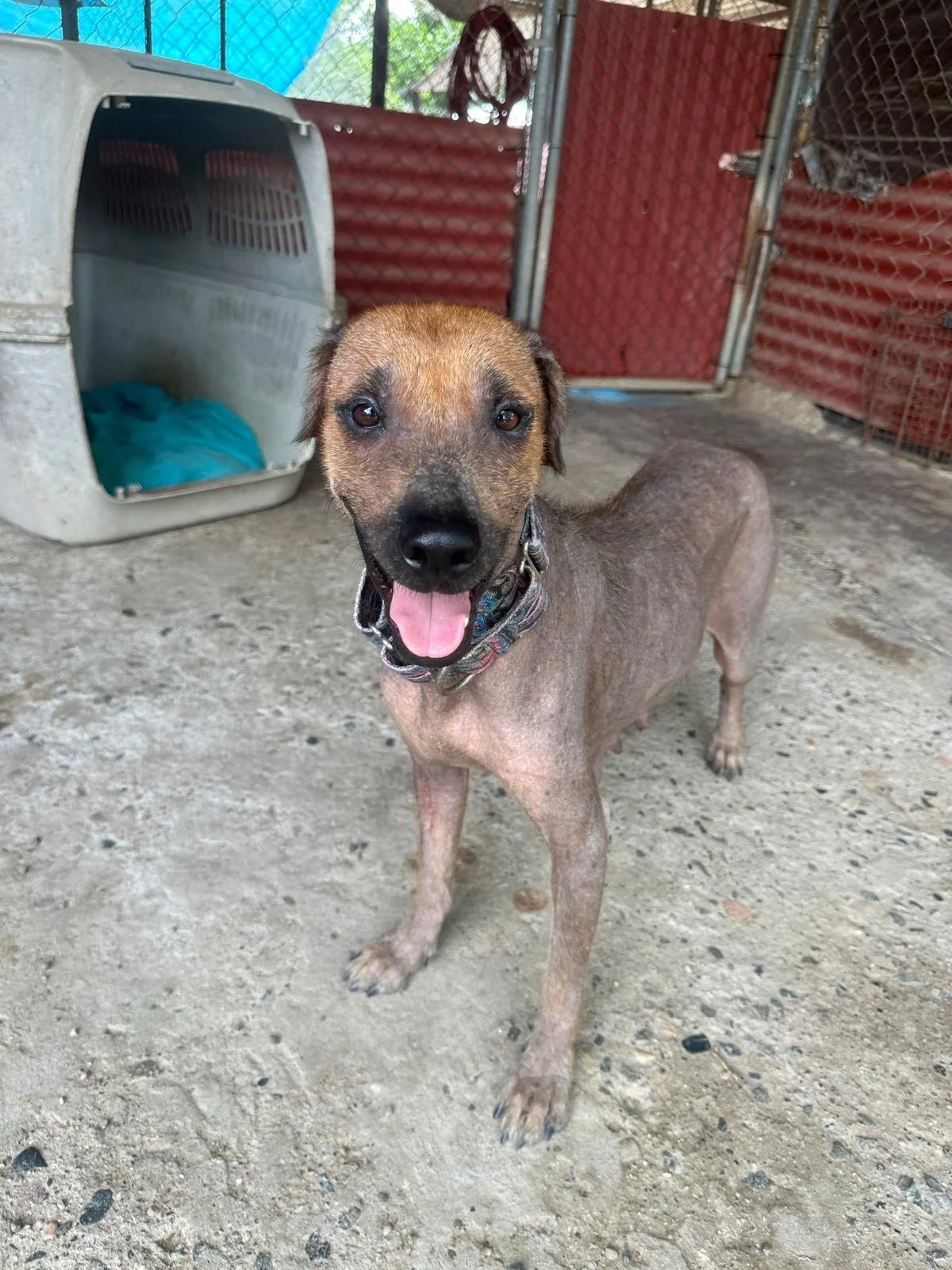 Mexican Hairless xoloitzcuintli female  (3).jpeg