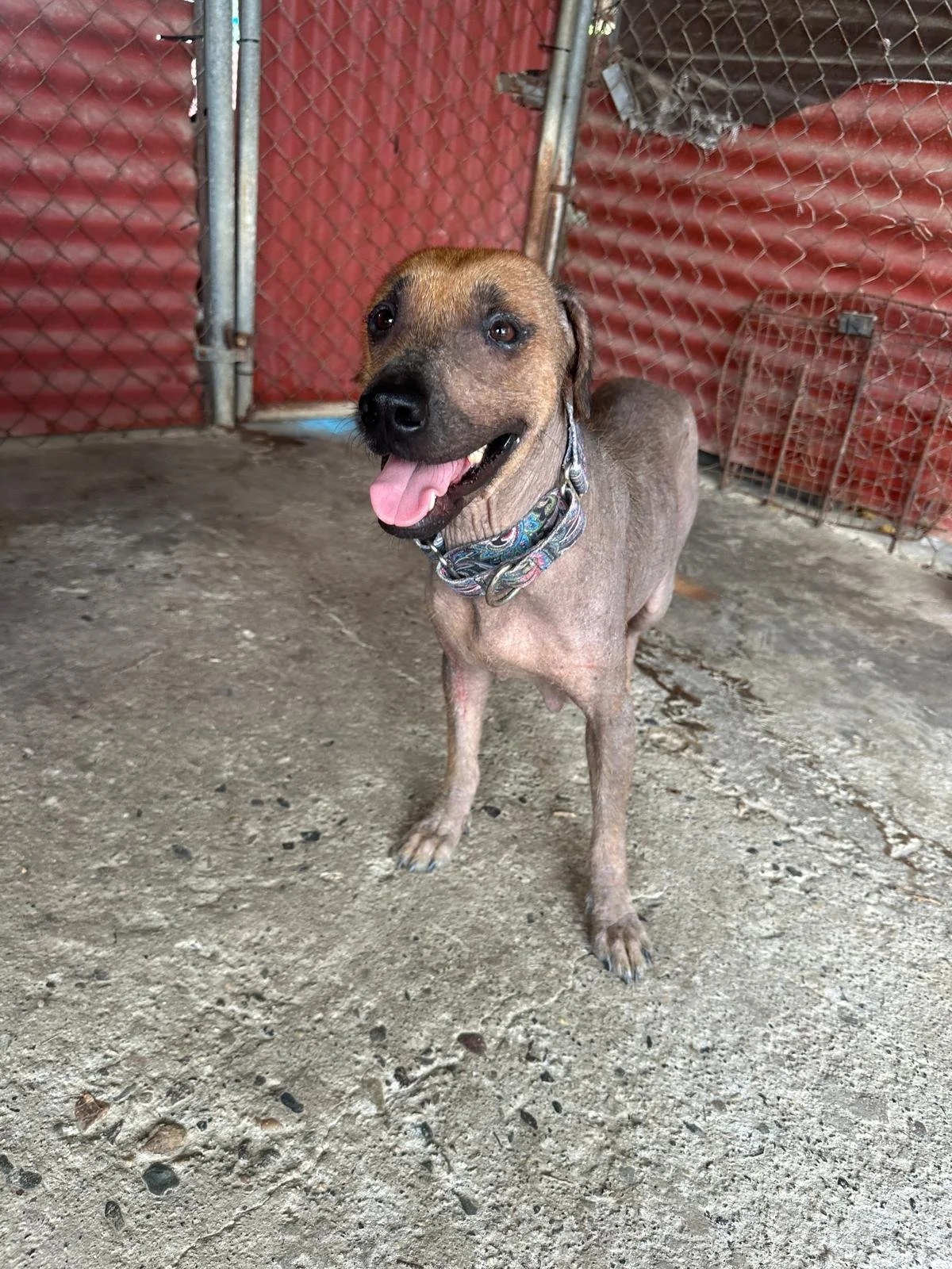 Mexican Hairless xoloitzcuintli female  (1).jpeg