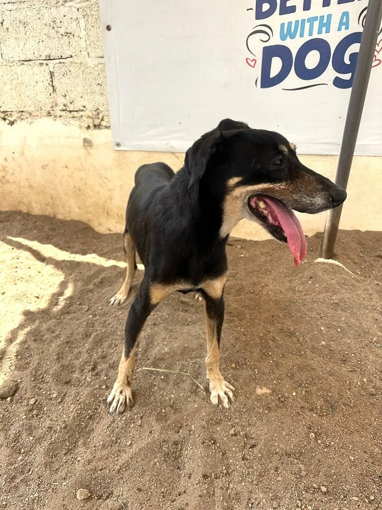 Gamora Doberman Shepher Terrier Mix (2).jpeg
