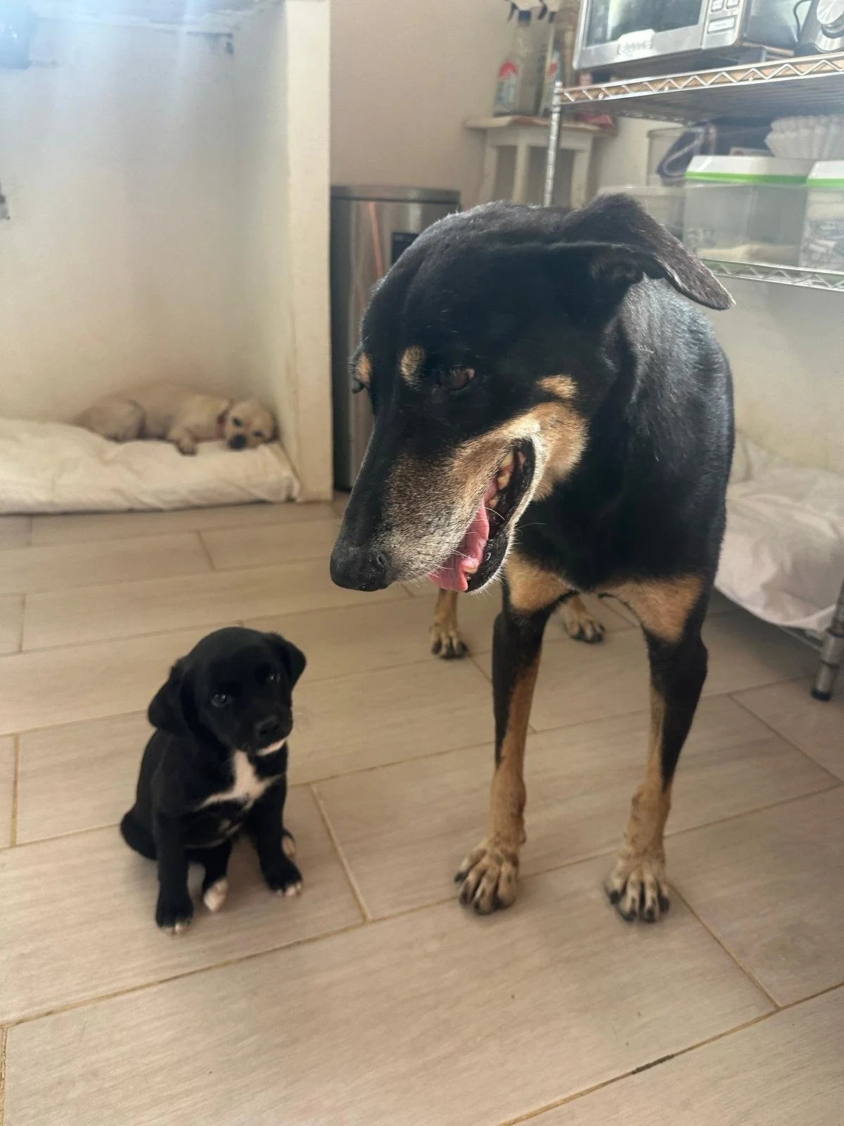 Gamora Doberman Shepher Terrier Mix (1).jpeg