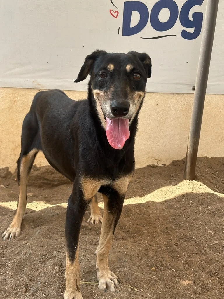 Gamora Doberman Shepher Terrier Mix (3).jpeg