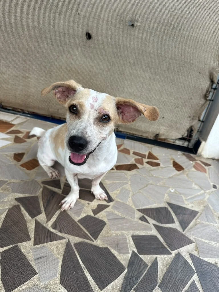 wera (4) chi female mix .jpeg