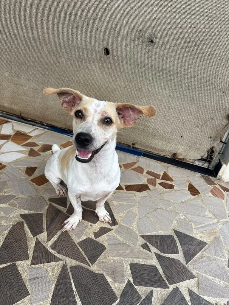 wera (5) chi female mix .jpeg