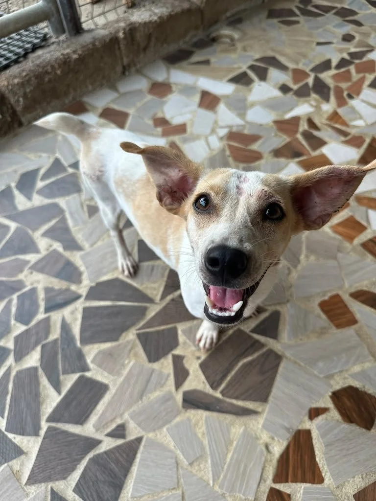 wera (6) chi female mix .jpeg