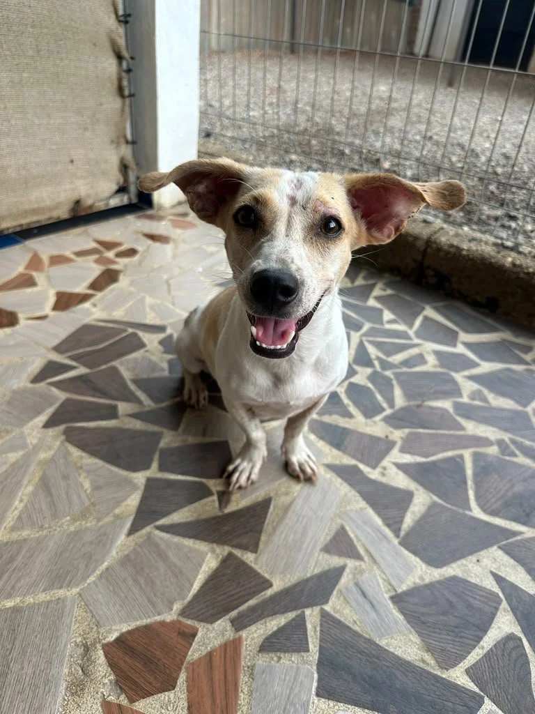 wera (3) chi female mix .jpeg