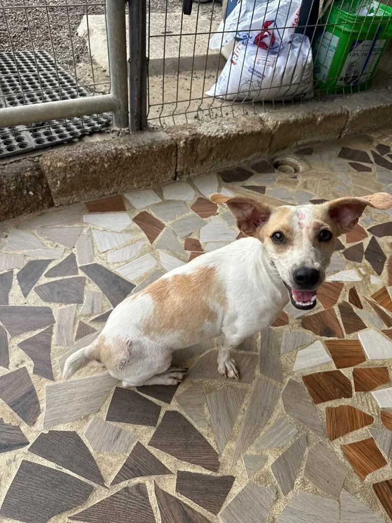 wera (1) chi female mix .jpeg