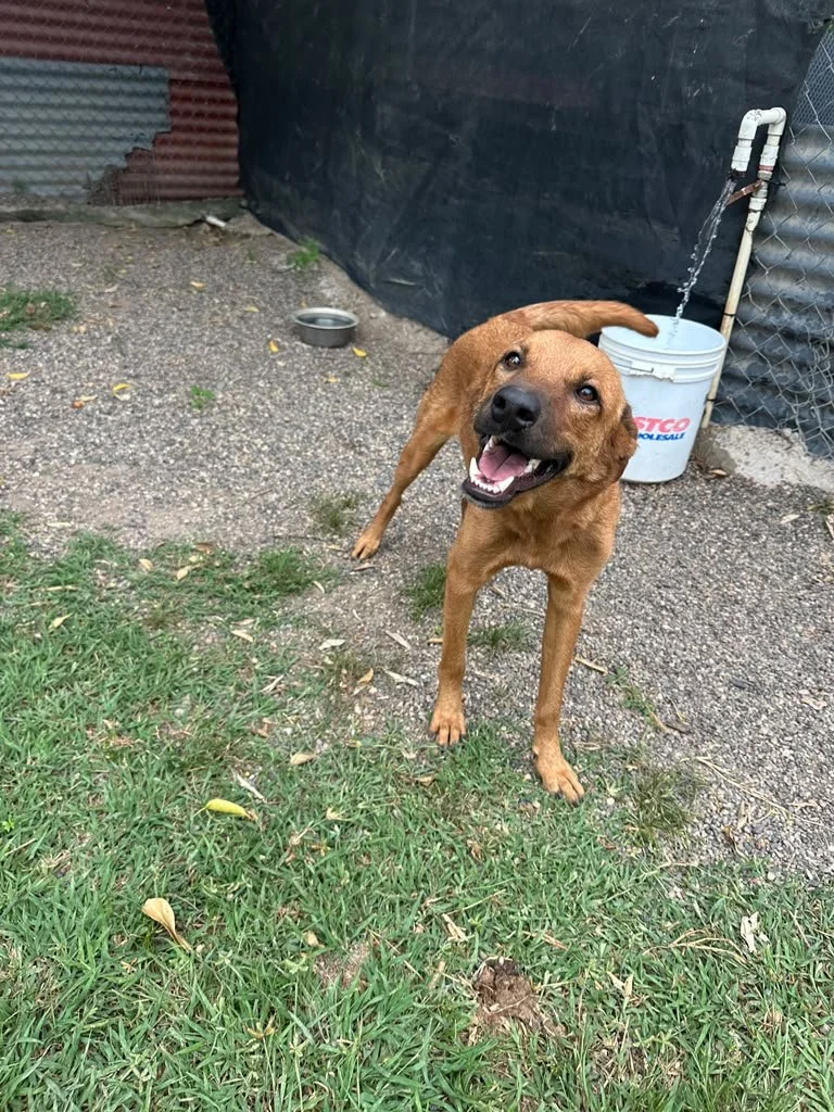 Terron Meximix shepherd cur (2).jpeg