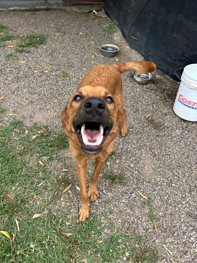 Terron Meximix shepherd cur (1).jpeg
