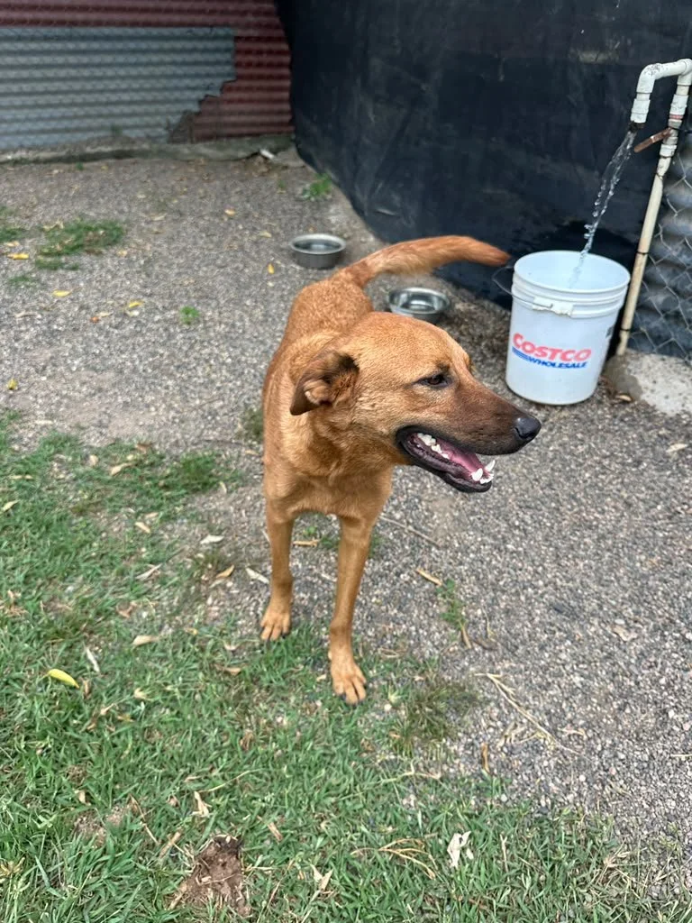 Terron Meximix shepherd cur (4).jpeg