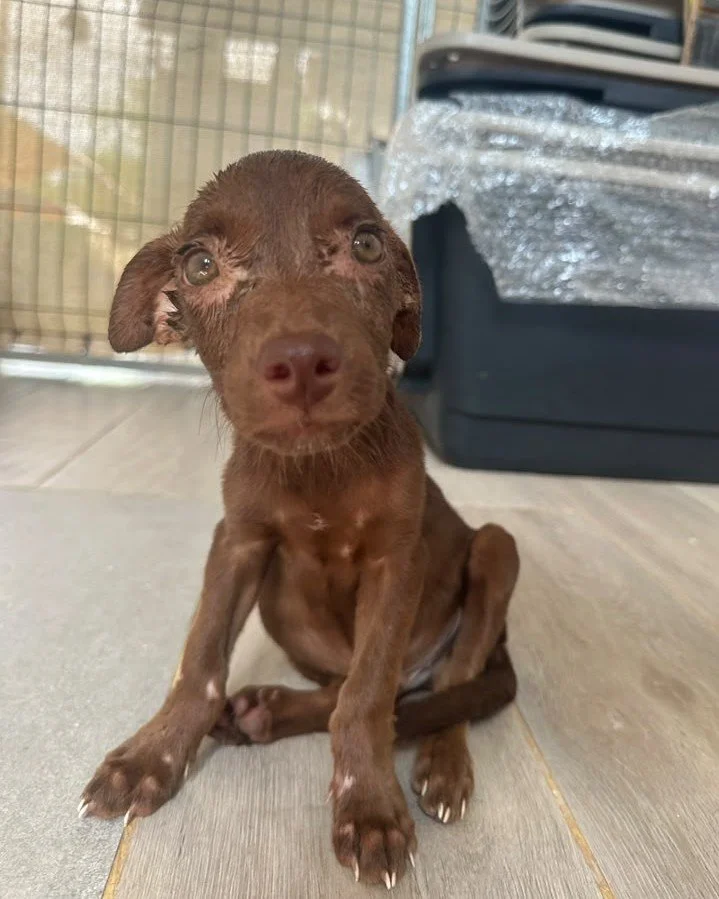 1Pino safe at shelter (7).jpeg