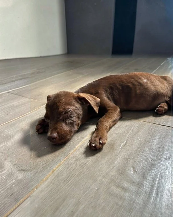 4Pino safe at shelter (3).jpg