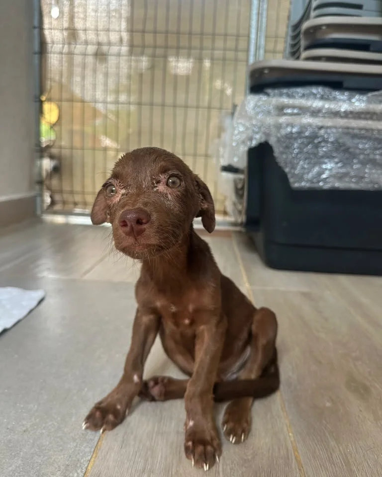 6Pino safe at shelter (8).jpeg