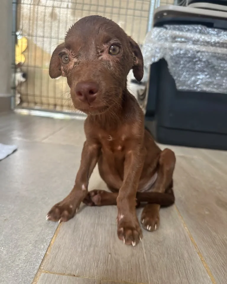 Pino safe at shelter (9).jpeg