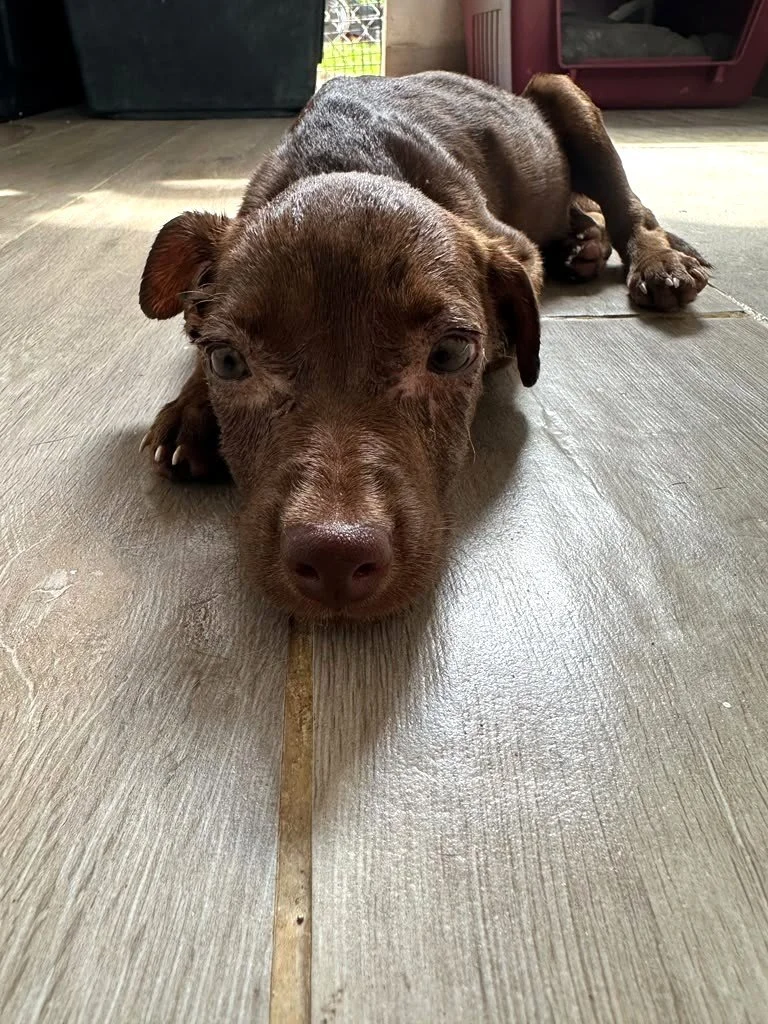 Pino safe at shelter (2).jpeg