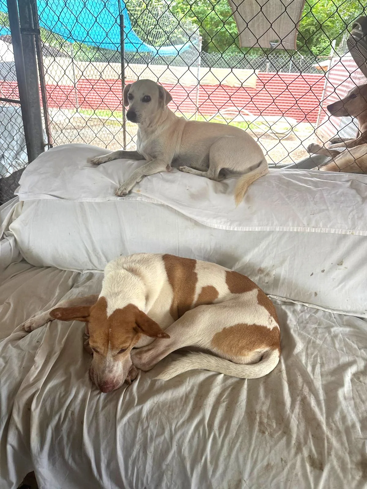 Armani & Ramona.jpeg