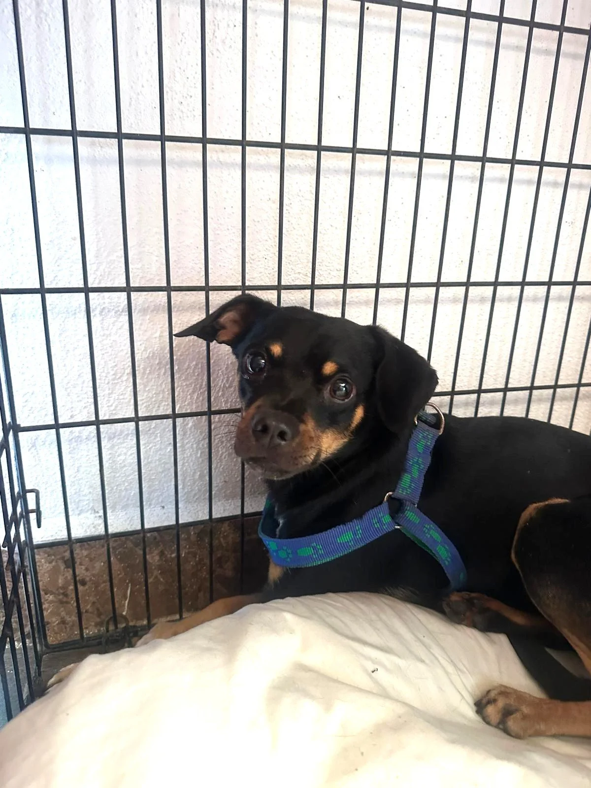 black brown chi (3).jpeg