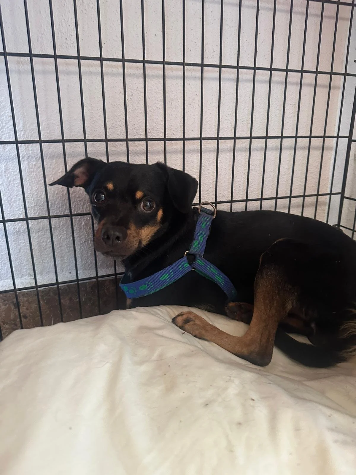 black brown chi (2).jpeg