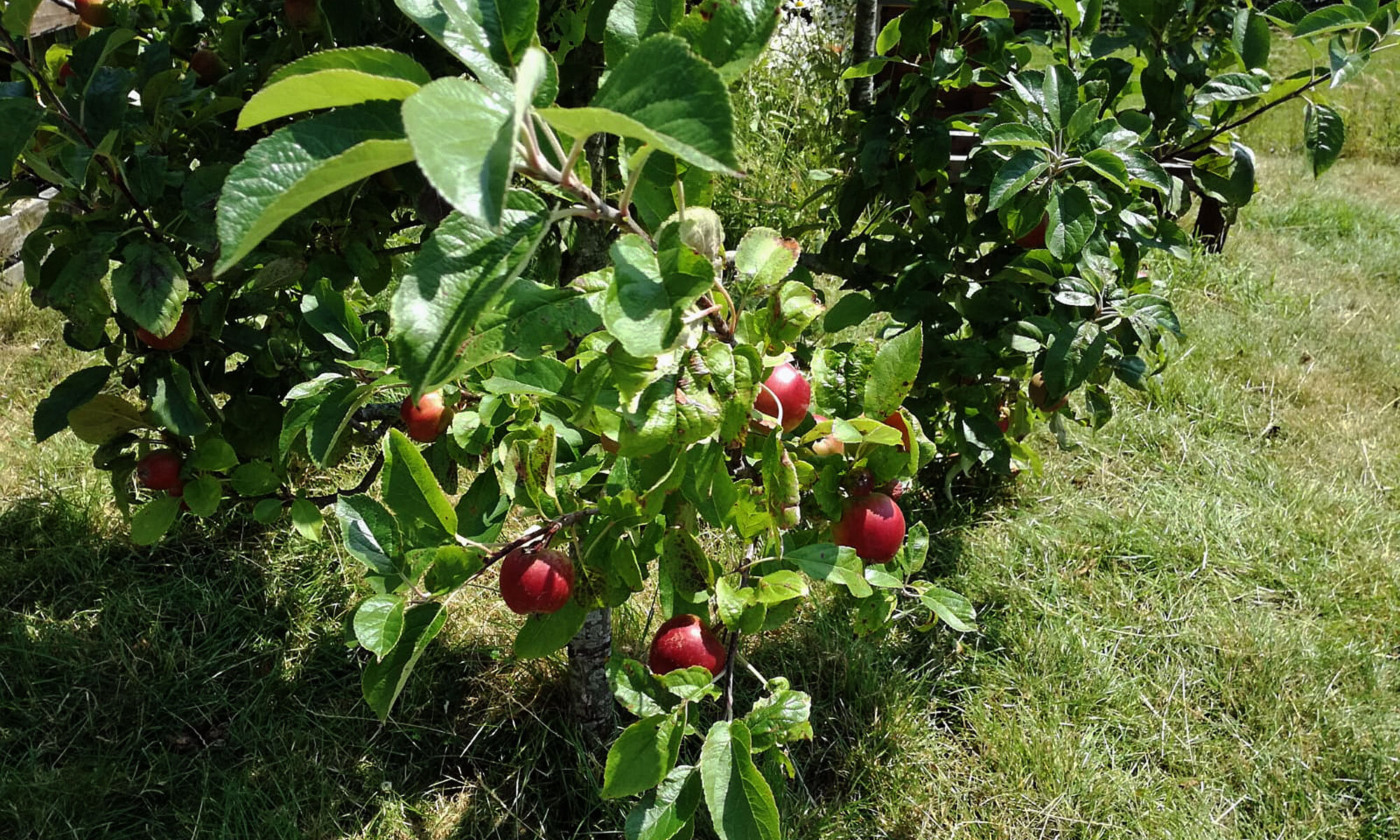 Apple-Tree_2000x1200.jpg