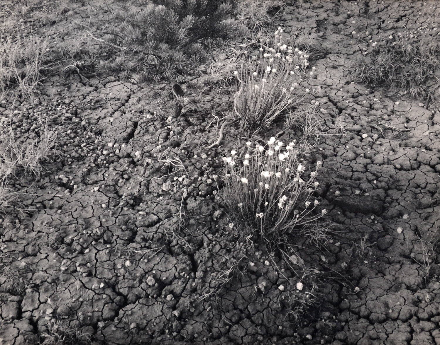 Desert Floor in Bloom, 1993