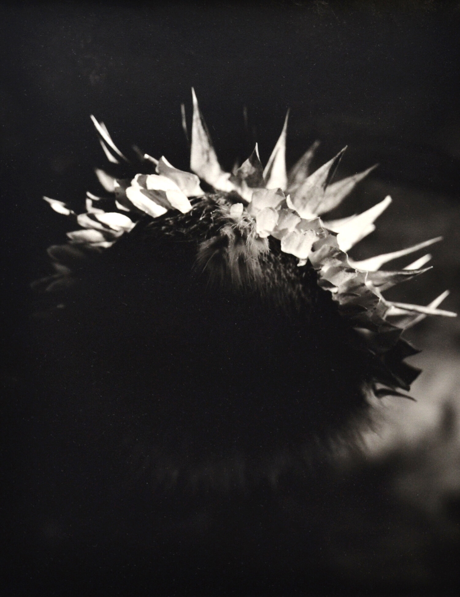 Janet Russek: Ting - The Caldron: Artichoke Crown, 2000
