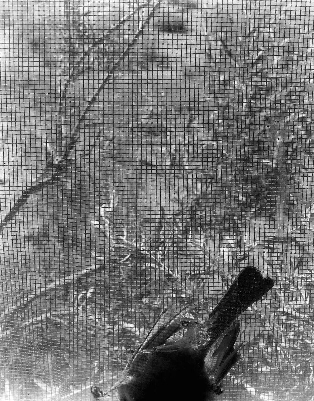 Janet Russek - Bird, Window Screen, Blackie's Place, 1991