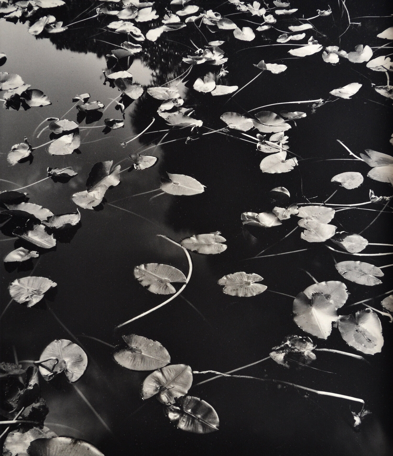 Janet Russek: Chung Fu - Inner Truth: Water Lilies, The Morikami Museum and Japanese Gardens, Florida, 1997