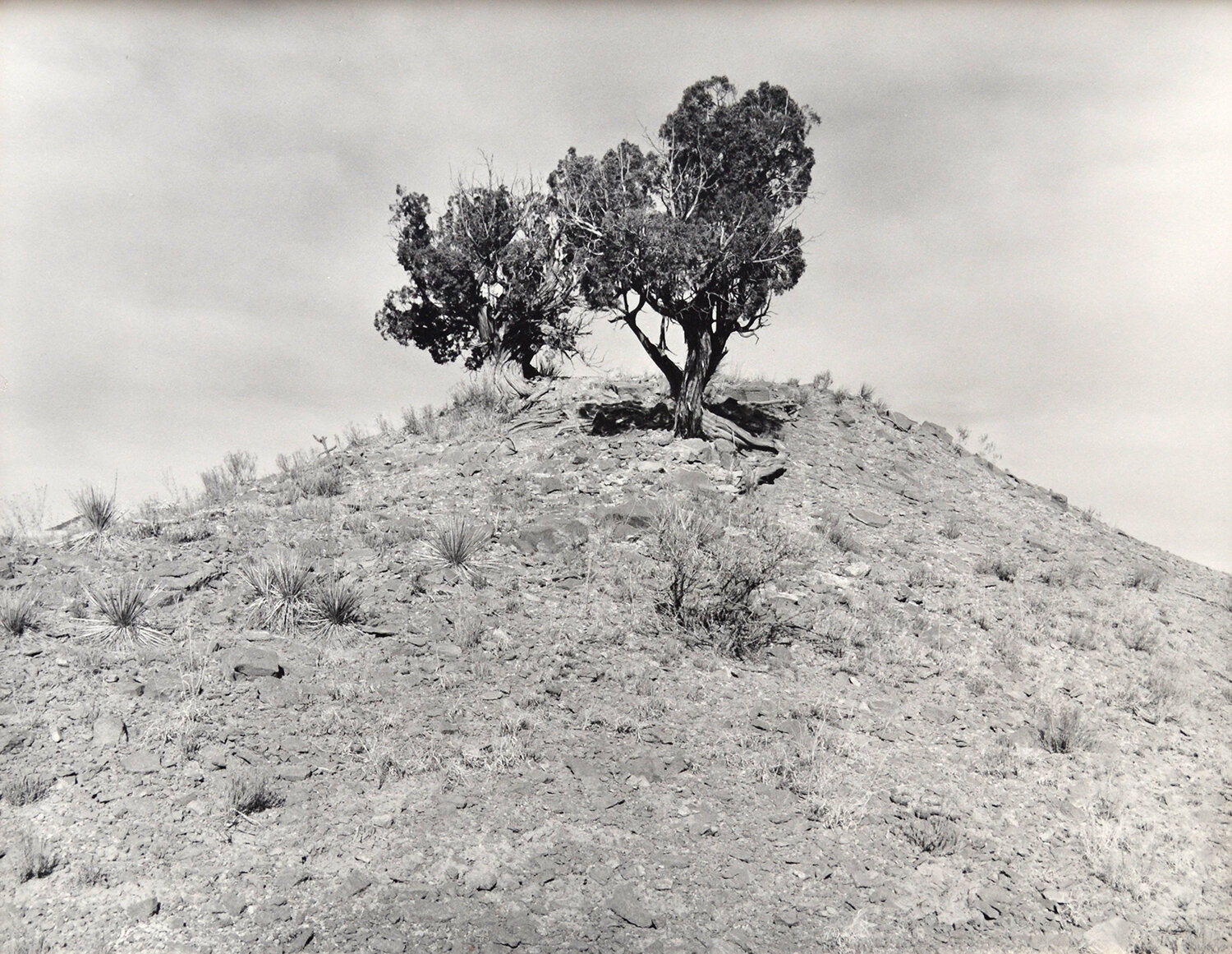 Janet Russek: Two Lone Trees, Painted Desert, 1991