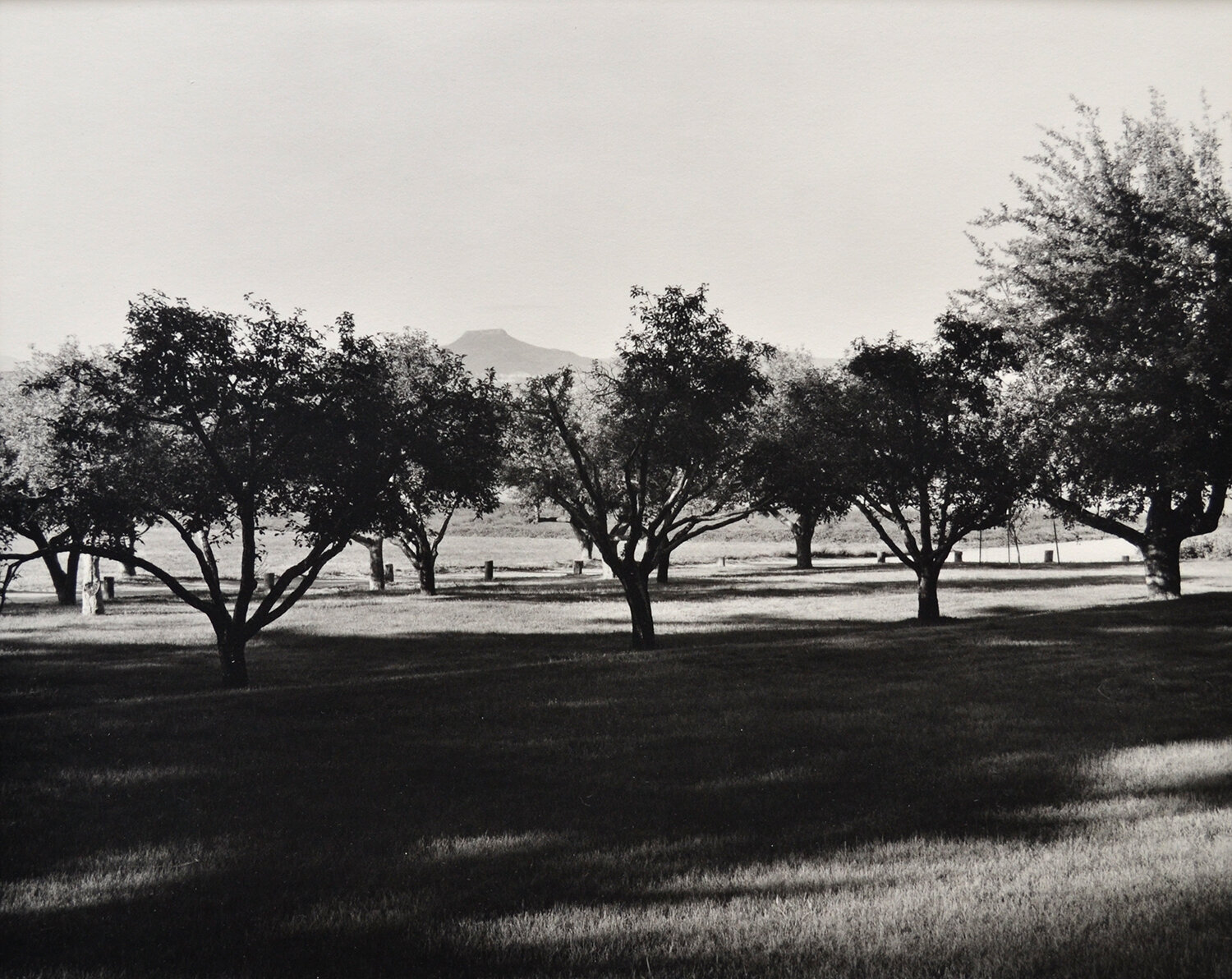 Janet Russek: Apple Orchard, Ghost Ranch, 1993