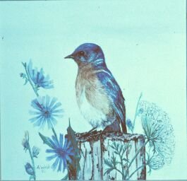 1980 BLUE BIRD & CHICKORY.jpg