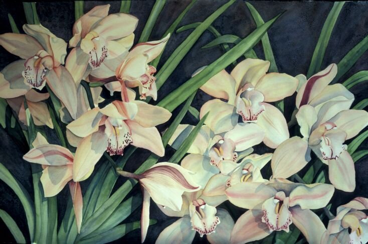 1986 CYMBIDIUM  Clare Nelson $.jpg