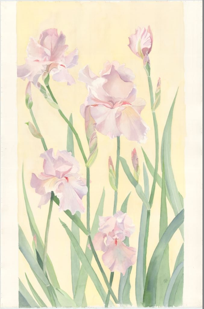 2006 PINK IRIS.jpg