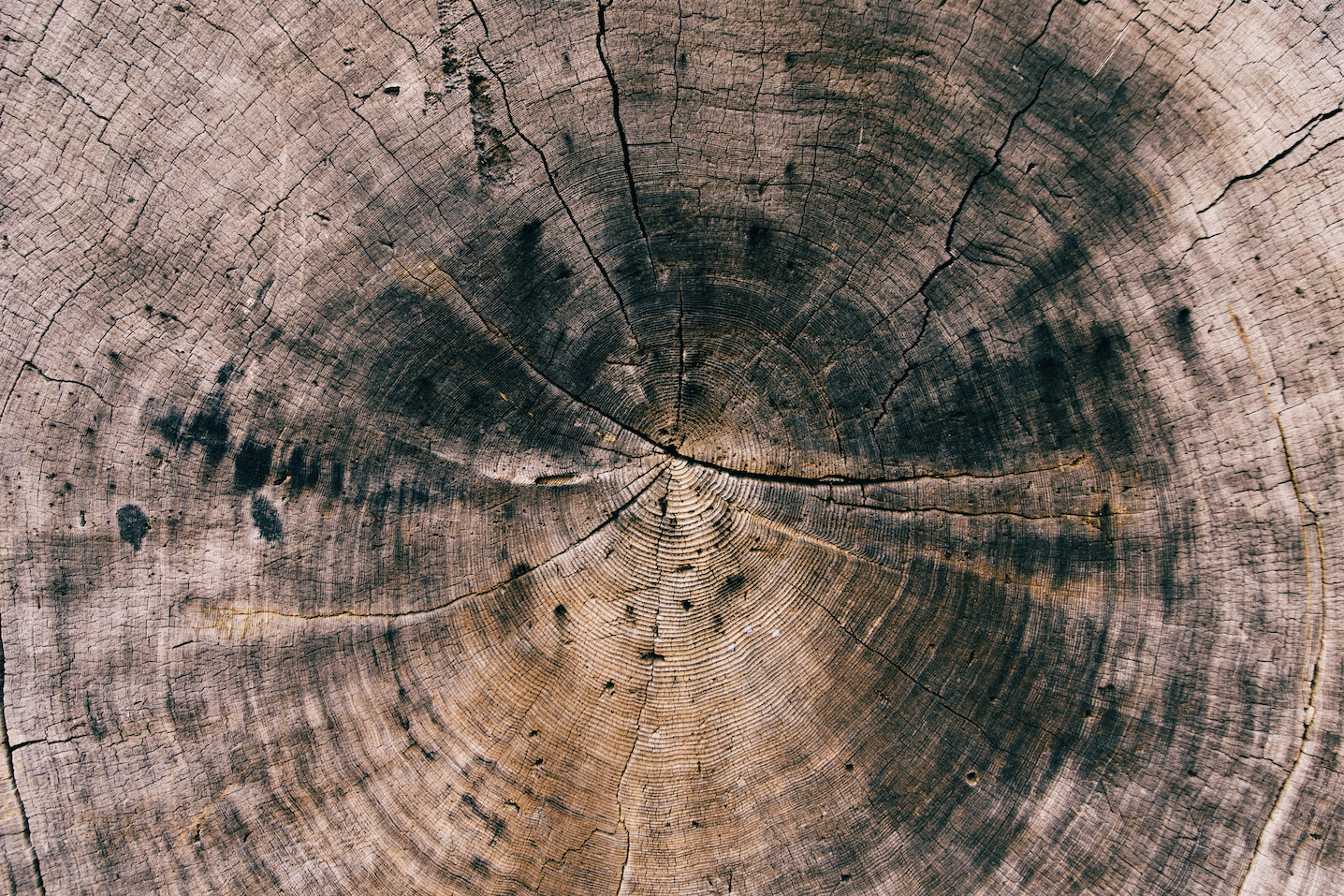 Close-up of tree trunk cross-section with visible growth rings and cracks